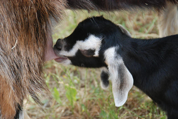 Yarok Az - Ecolodge Farm Ilaniya Kültér fotó